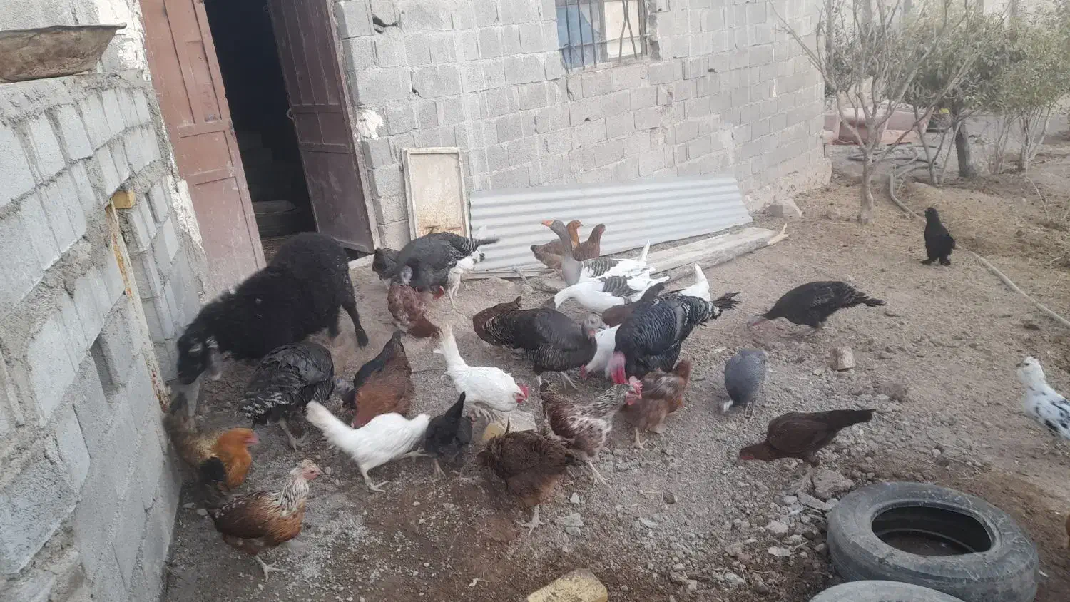 25تا مرغ و۵ تا بقلمو و2تا غاز|حیوانات مزرعه|قزوین, |دیوار