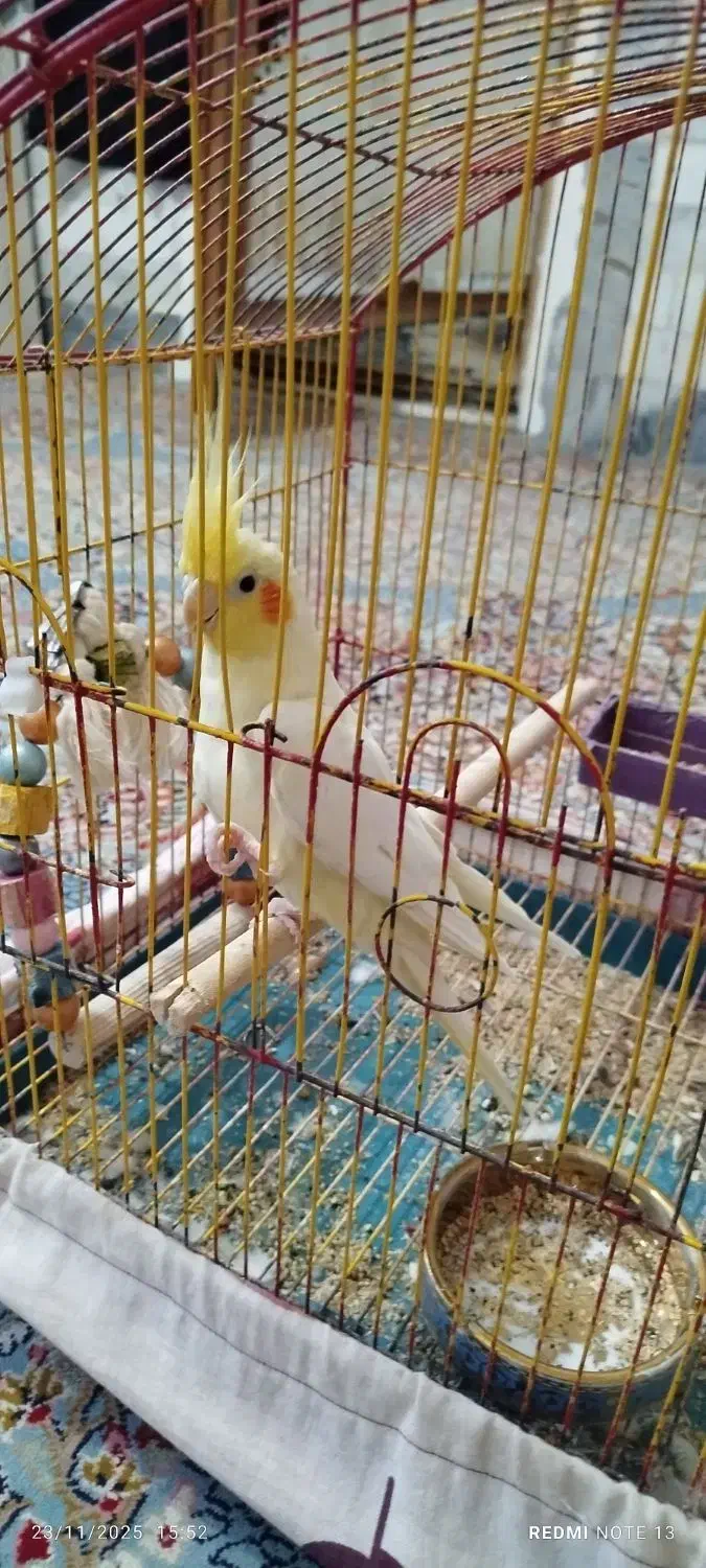 عروس هلندی|پرنده|کلاله, |دیوار