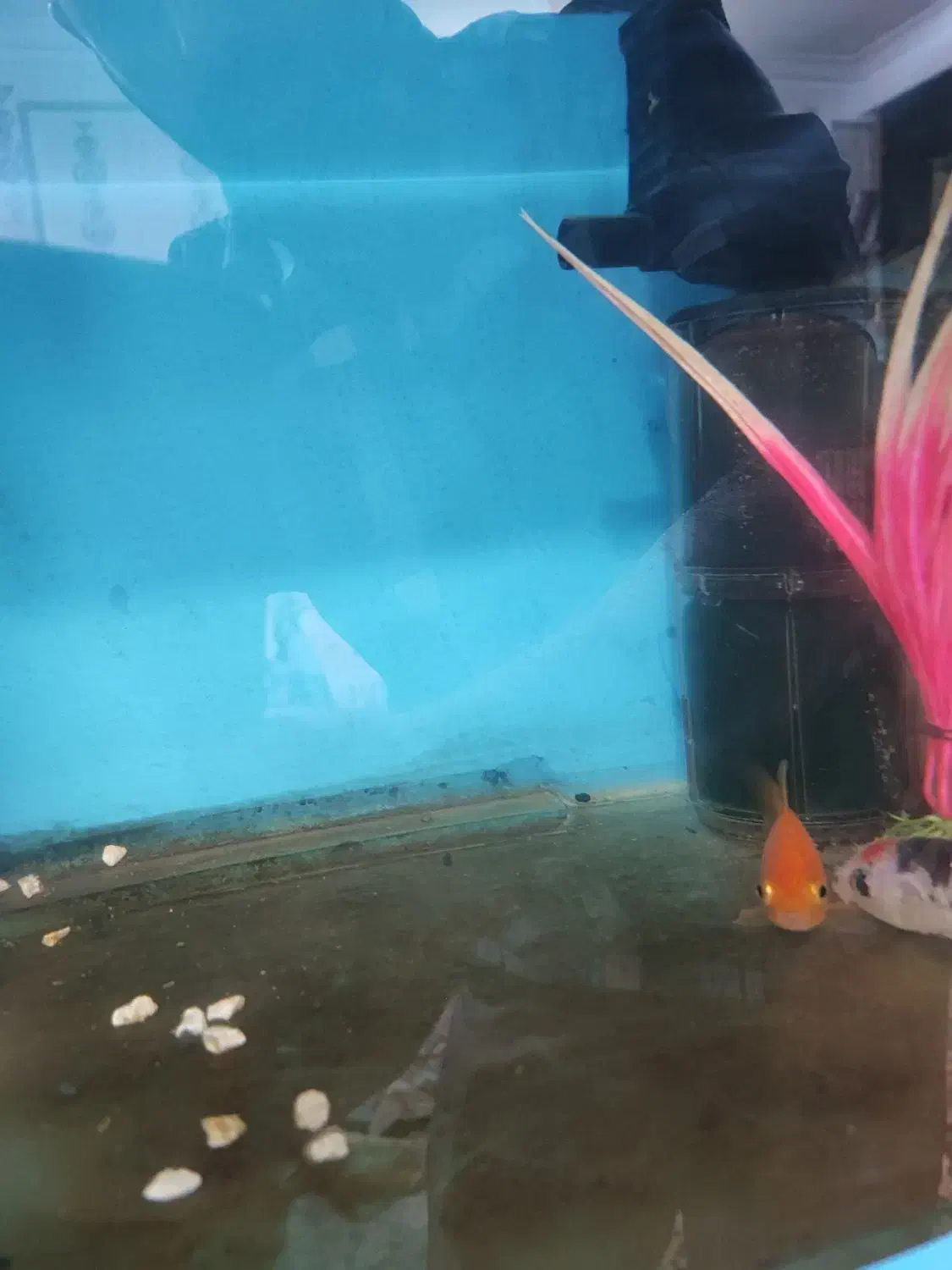 آکواریوم|ماهی|مشهد, ثامن|دیوار