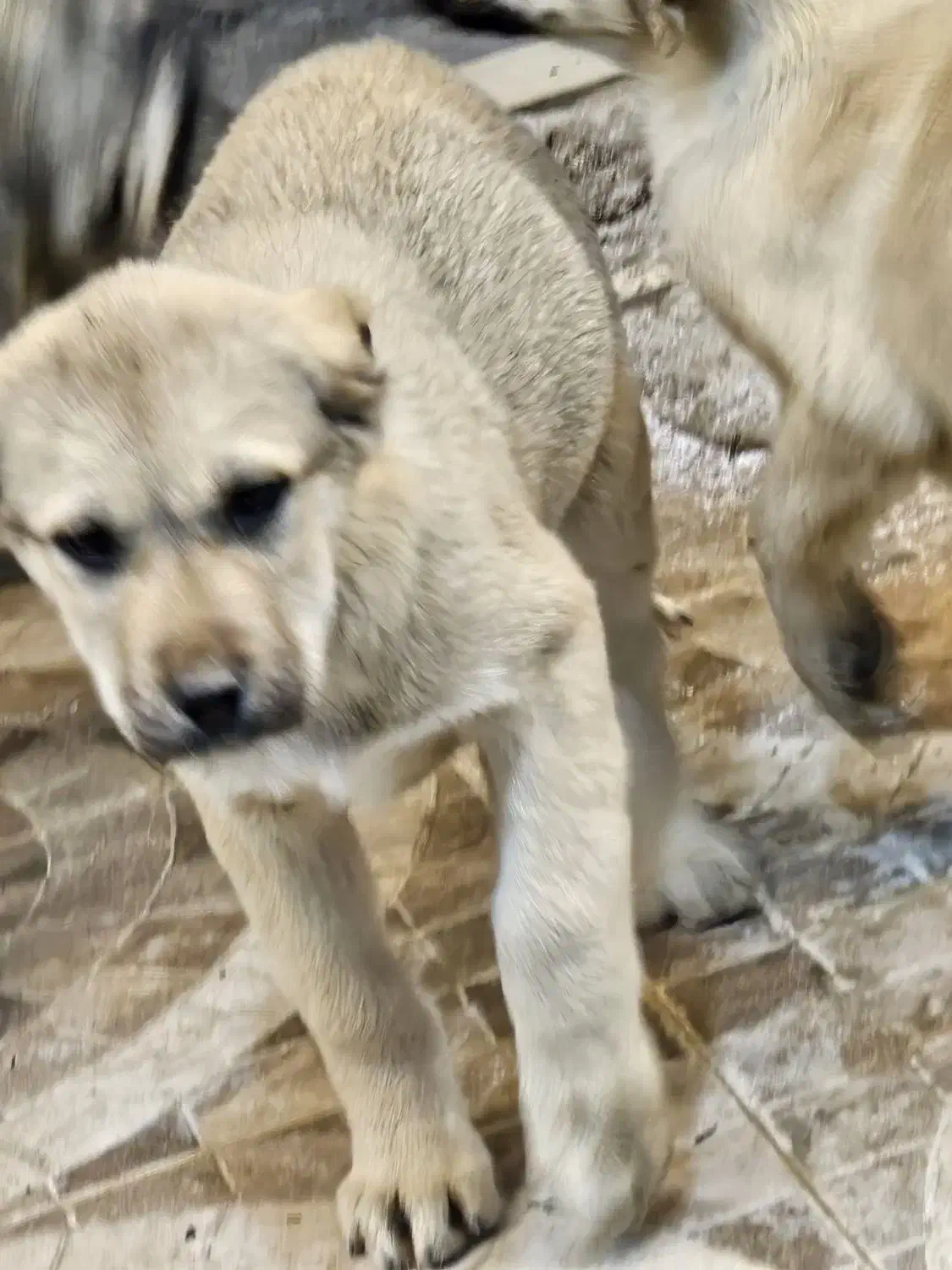 توله نر سرابی|سگ|بستان آباد, |دیوار