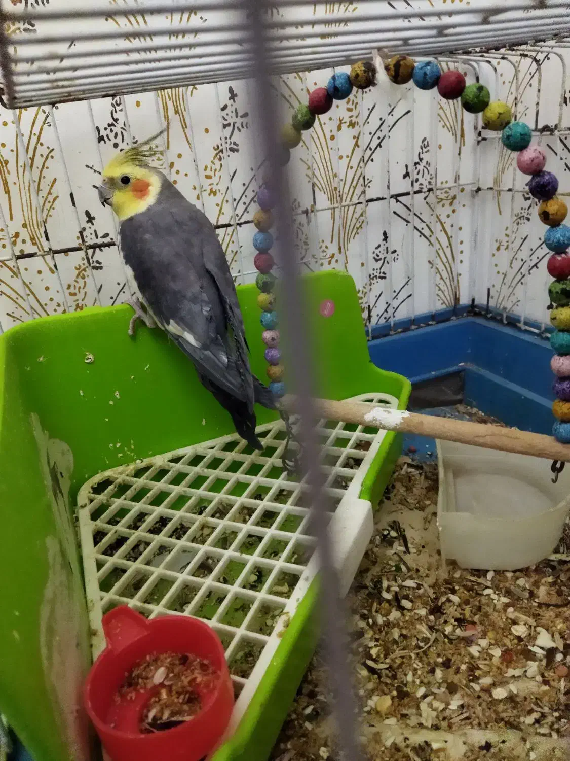 عروس هلندی|پرنده|مشهد, نرگس (شهرک غرب)|دیوار