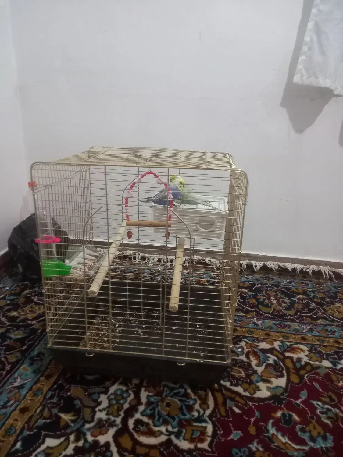 دوعدد مرغ عشق|پرنده|مریوان, |دیوار