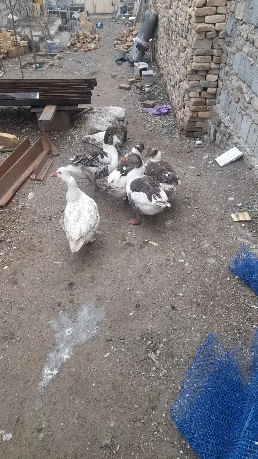 غاز‌|حیوانات مزرعه|الیگودرز, |دیوار