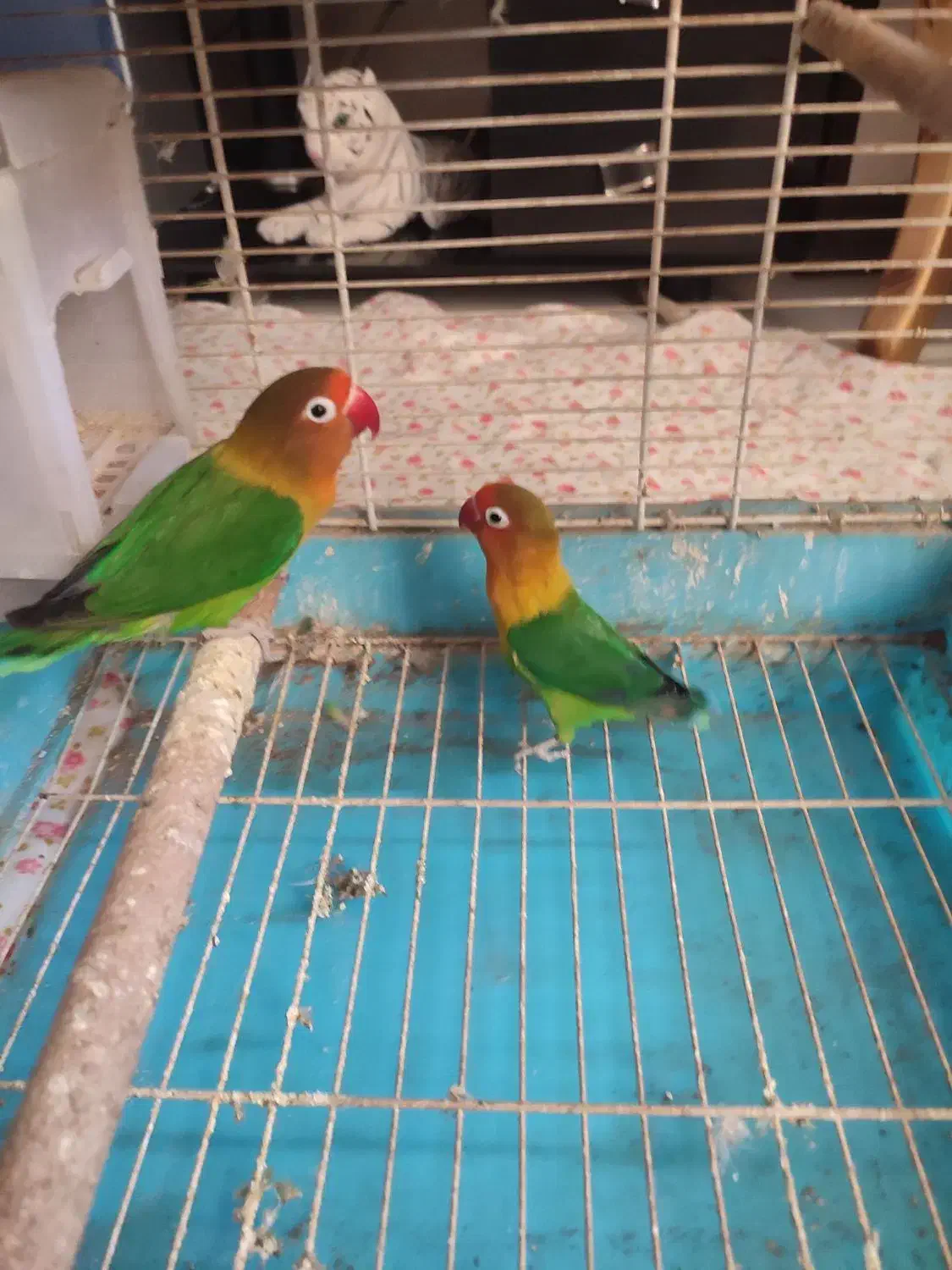 کوتوله مولد به شرط تخم جوجه|پرنده|اصفهان, سپاهان‌شهر|دیوار