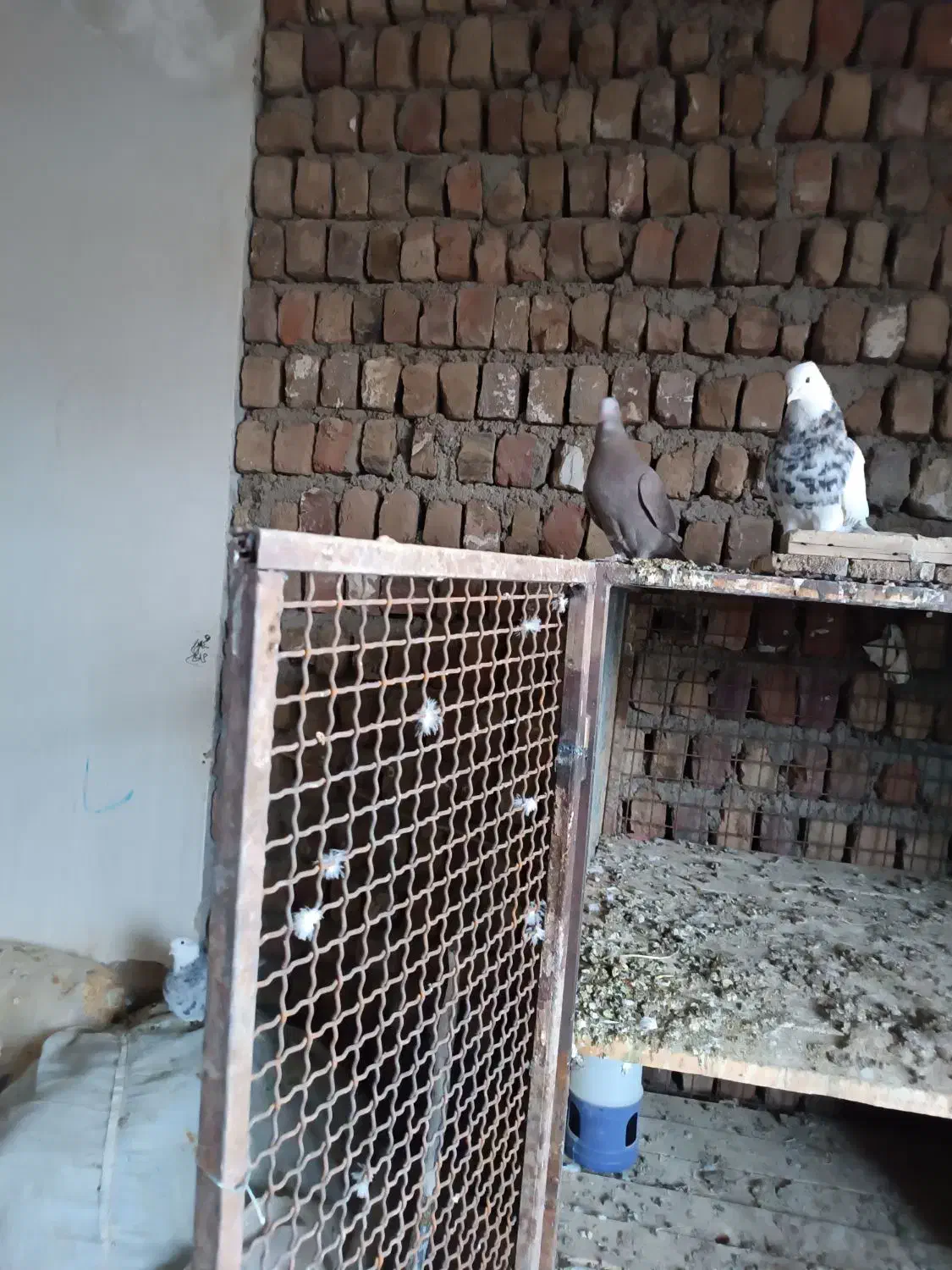 نر طوقی|پرنده|یزدان شهر, |دیوار