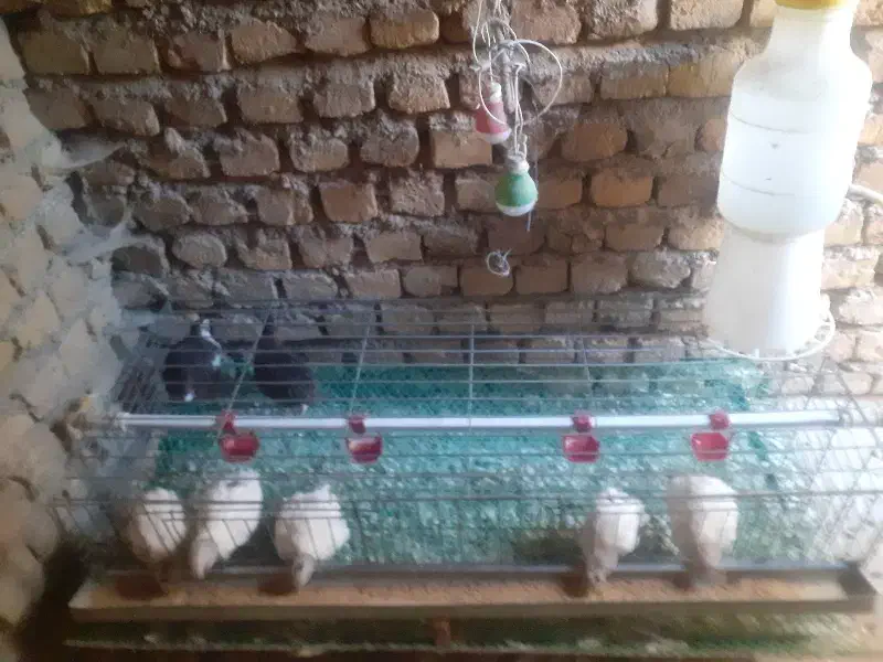 بلدرچین و قفس|لوازم جانبی حیوانات|طرقبه, |دیوار