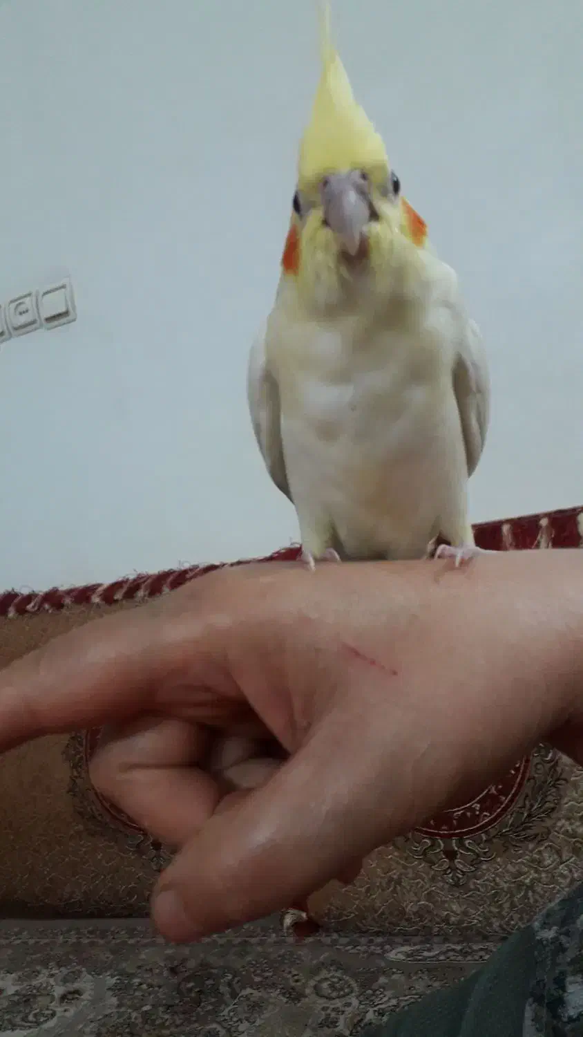 جوجه طوطی|پرنده|بروجرد, |دیوار