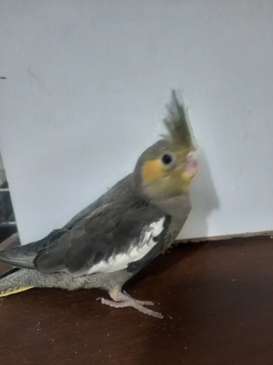 عروس هلندی|پرنده|فردیس, شهرک ناز|دیوار