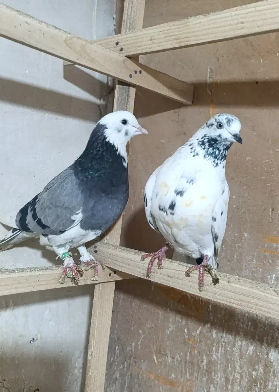 کبوتر رنگی و پرشی|پرنده|ابهر, |دیوار