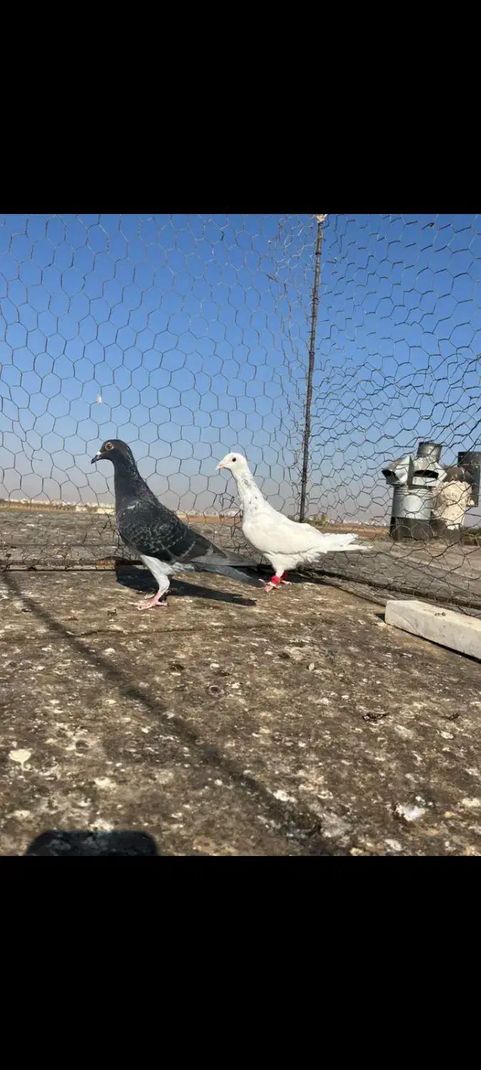 هفت رنگ خطی|پرنده|اقبالیه, |دیوار