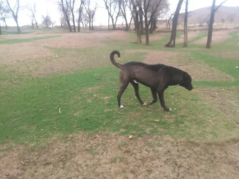 سگ سرابی اصیل|سگ|پیشخور, |دیوار