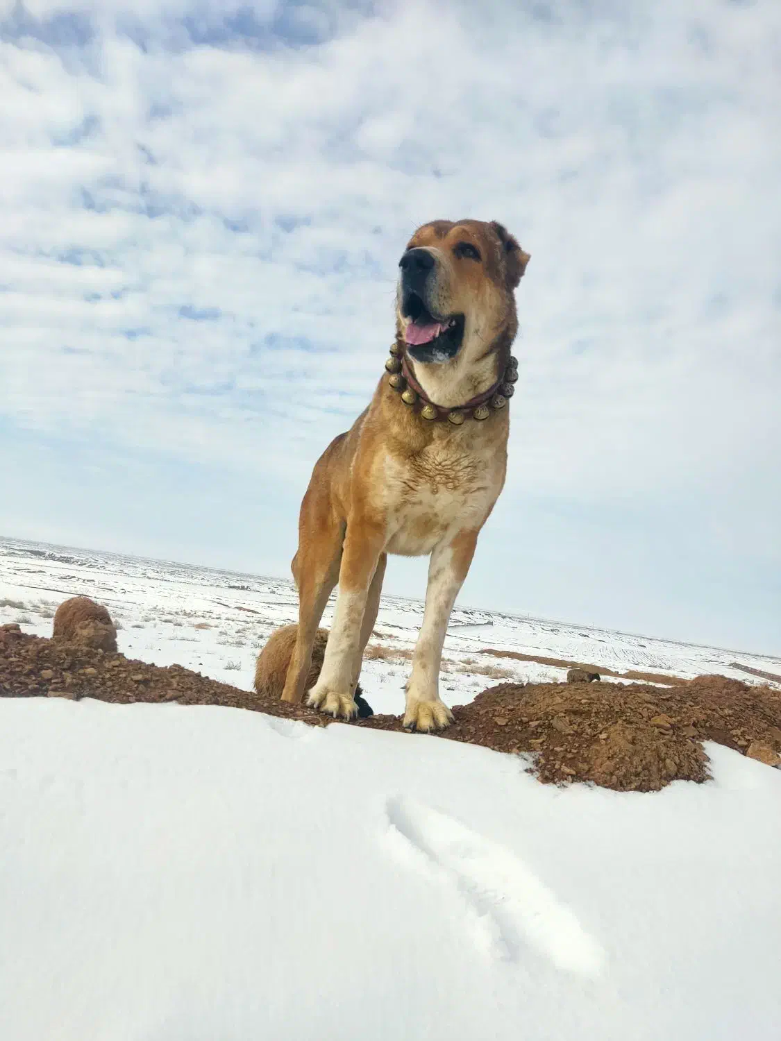 سگ گله ای سن ۴سالشه نیشای بالا شکسته|سگ|سبزوار, توحیدشهر|دیوار