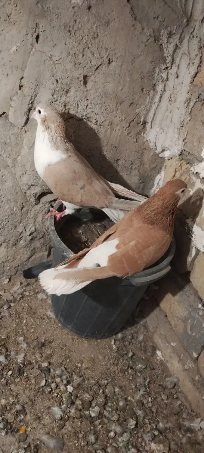 ساده هفت رنگ نر و ماده|پرنده|طرقبه, |دیوار