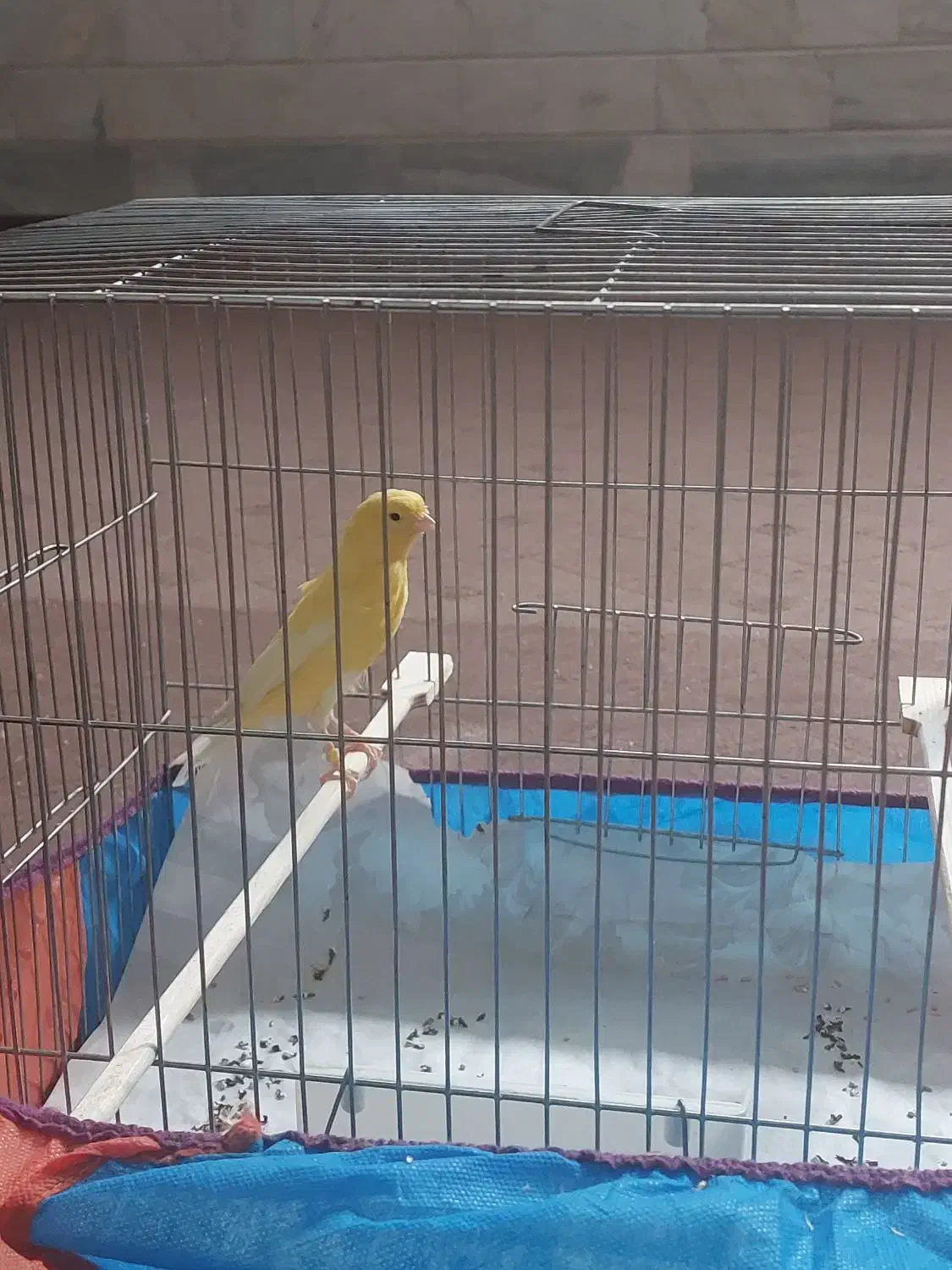 باسلام یک عدد قناری ماده|پرنده|قم, ولیعصر|دیوار