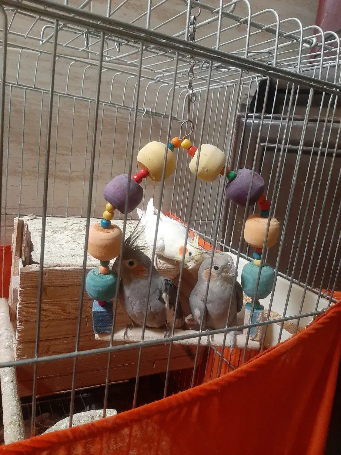 پرنده عروس هلندی|پرنده|تهران, سبلان (لشگر)|دیوار