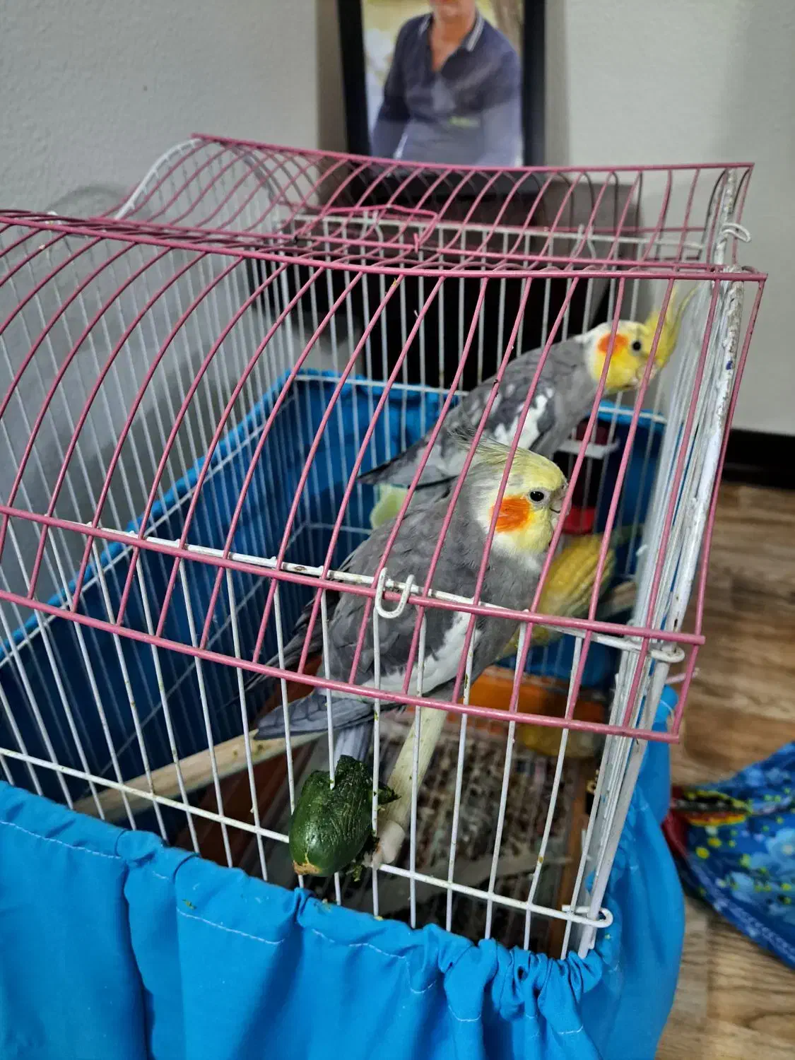 عروس هلندی|پرنده|شاهین‌شهر, خانه کارگر|دیوار