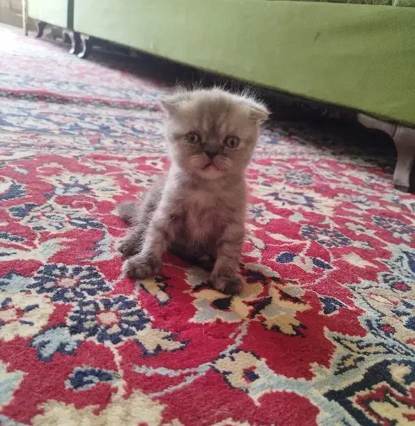 بچه گربه|گربه|سبزوار, چهارراه فرودگاه|دیوار