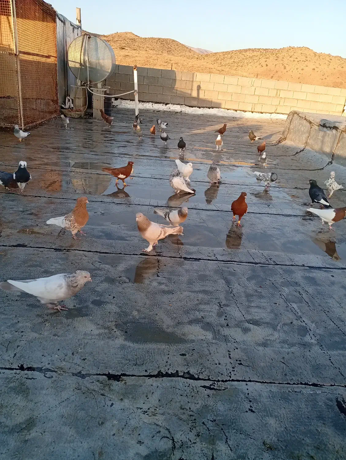 دس کفتر بهبهانی|پرنده|ارژن, |دیوار