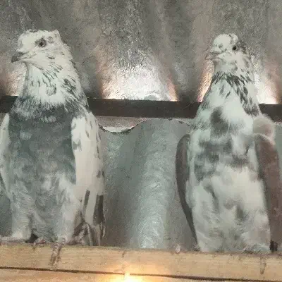 کفتر|پرنده|تهران, میدان میوه و تره‌بار مرکزی|دیوار