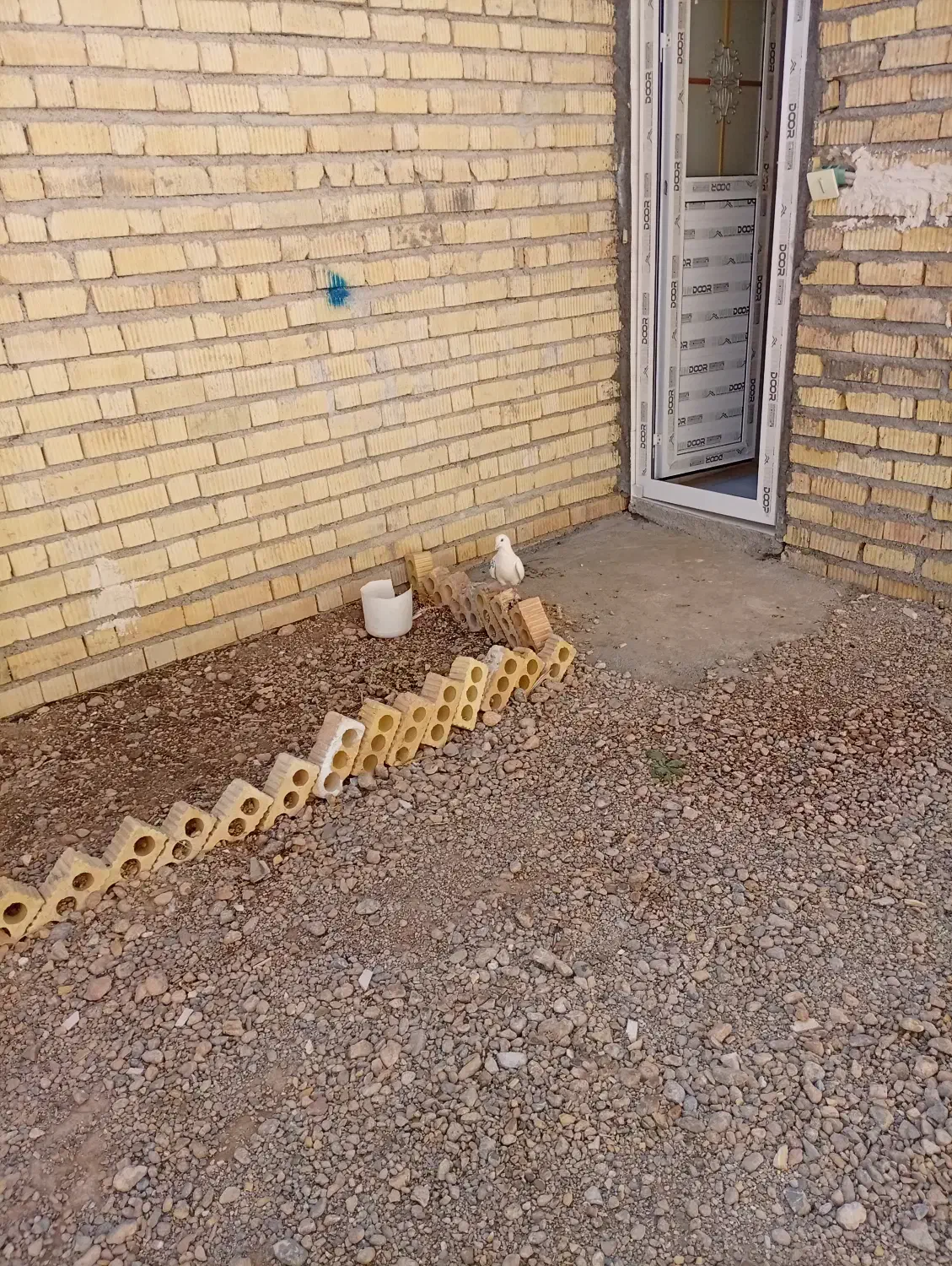 کبوتر طوقی|پرنده|اقلید, |دیوار