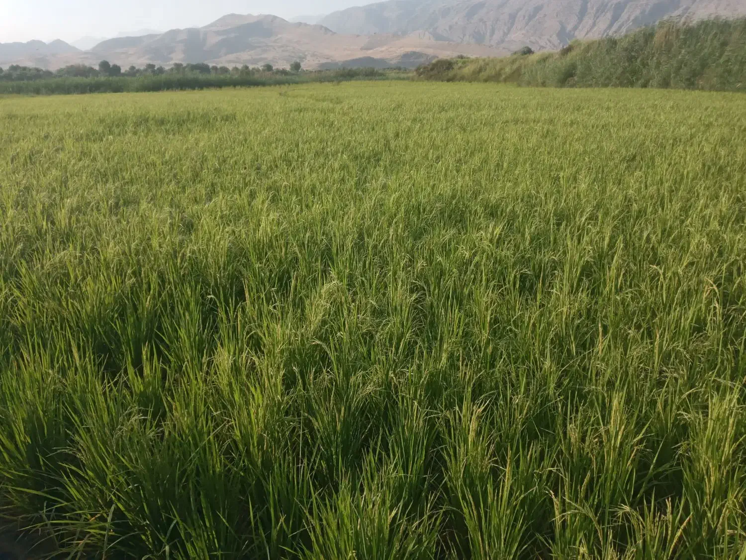 زمین کشاورزی|فروش دفتر صنعتی، کشاورزی، تجاری|سورنا, |دیوار