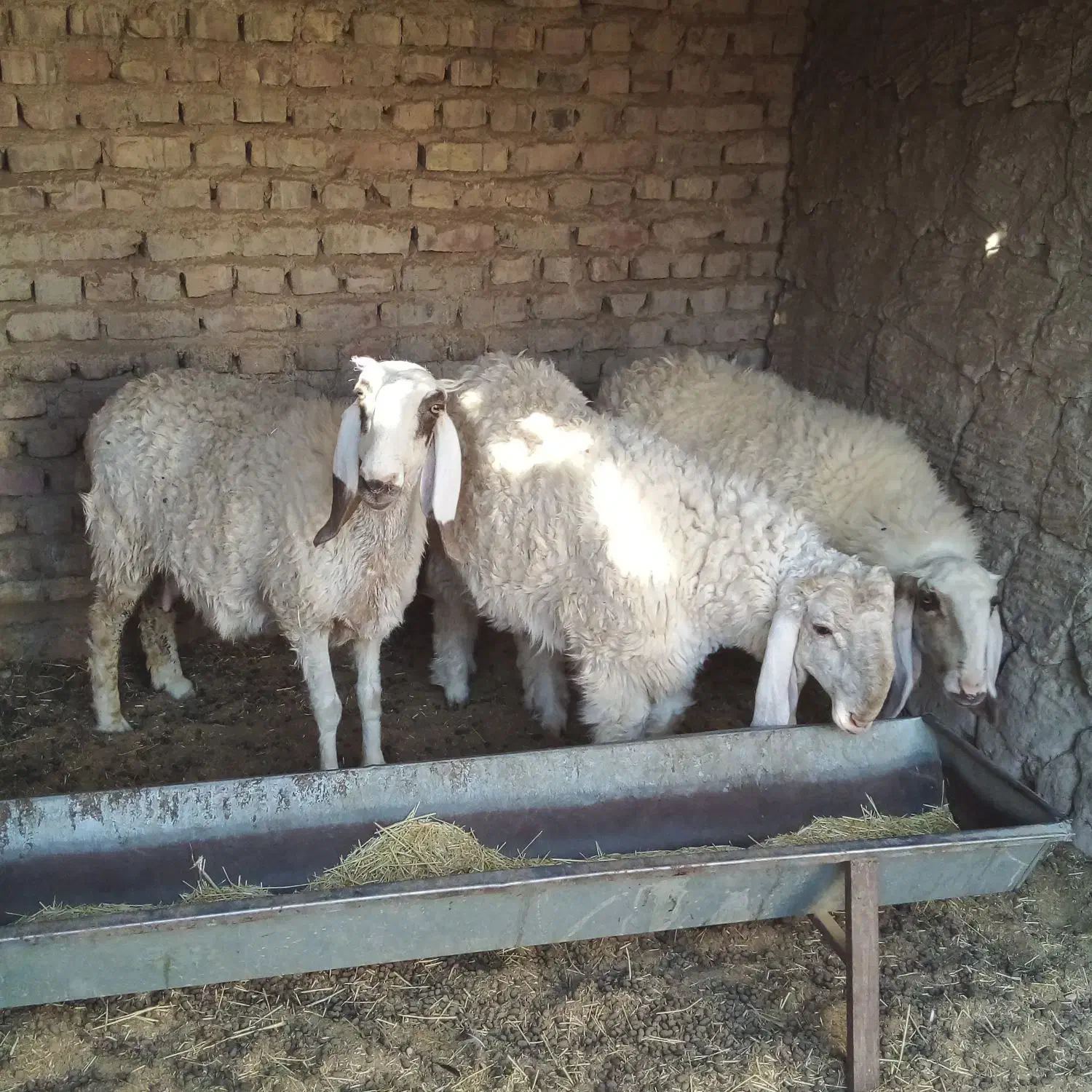 یک بره نر یک بره ماده یک میش|حیوانات مزرعه|کرباسک, |دیوار