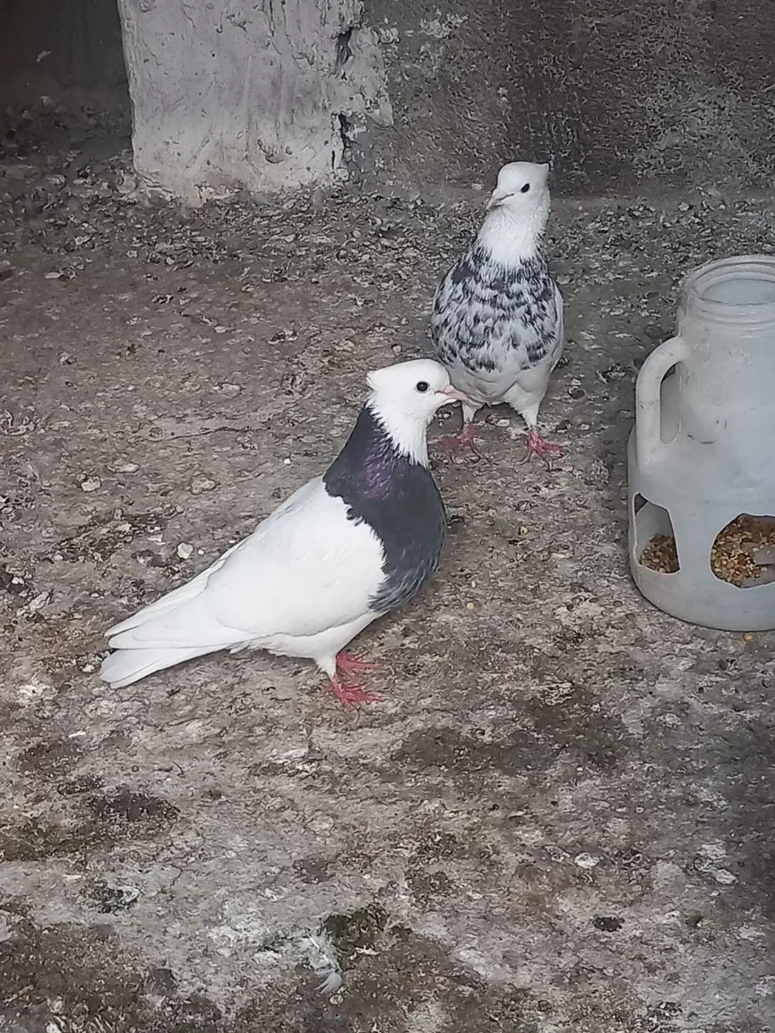 طوقی الماسی|پرنده|رامیان, |دیوار