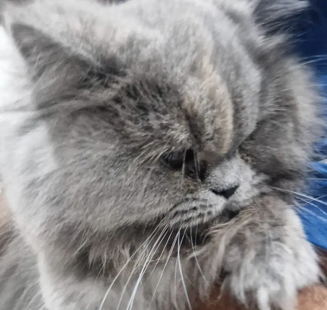 گربه british|گربه|شیراز, فرهنگ شهر|دیوار