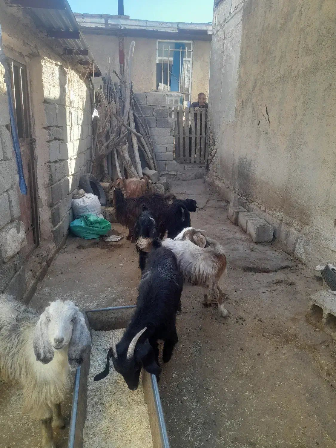 فروش گیسک|حیوانات مزرعه|جوانرود, |دیوار