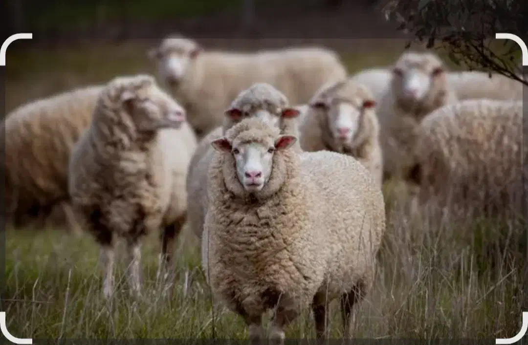 بره|حیوانات مزرعه|زمکان, |دیوار