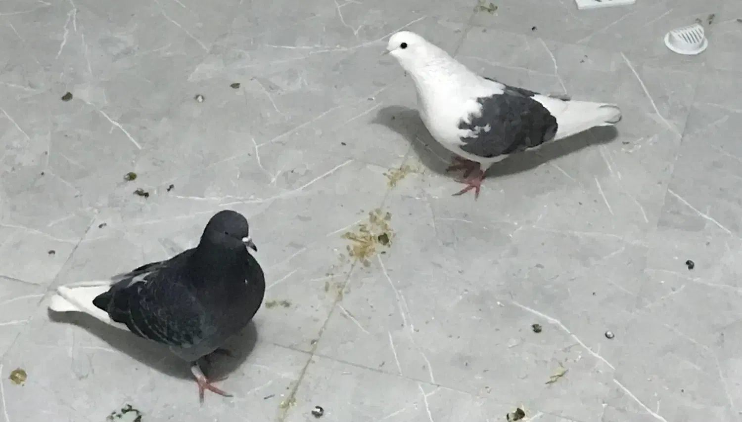 کفتر|پرنده|تهران, سلیمانی|دیوار