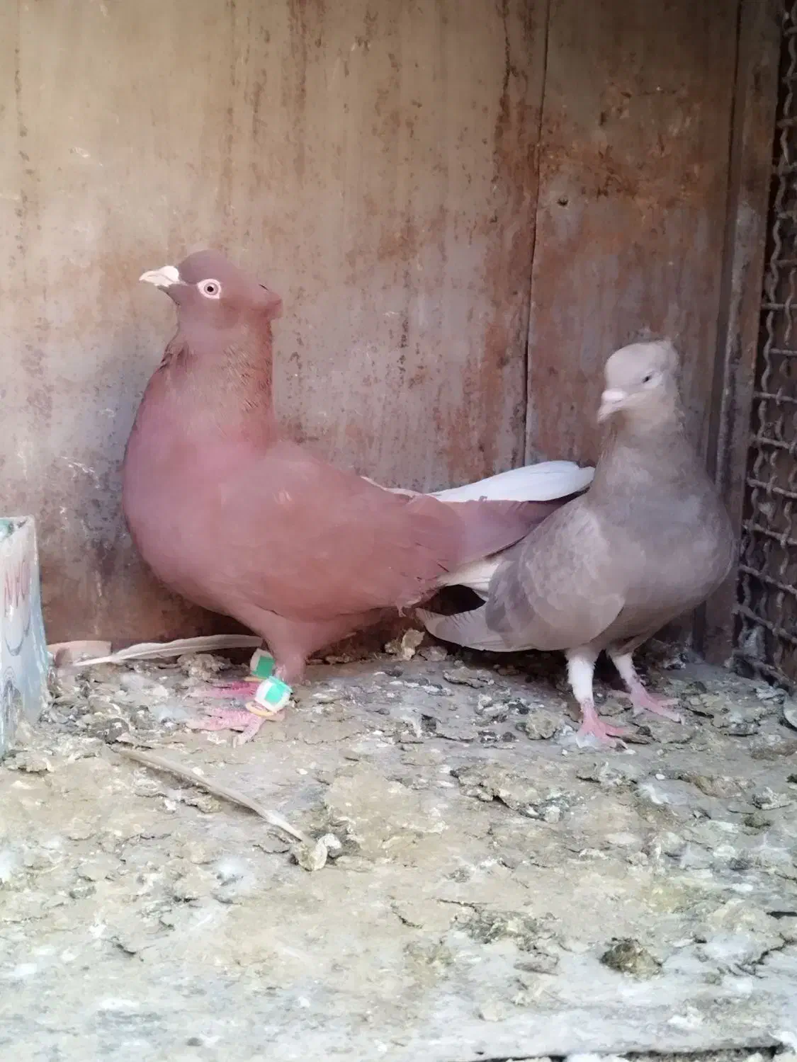 کبوتر دمسفید|پرنده|لنجان, |دیوار