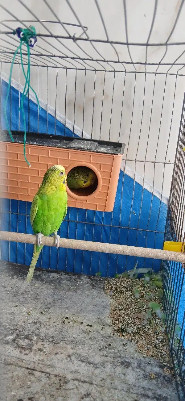 مرغ عشق ۲ عدد|پرنده|خمینی‌شهر, |دیوار