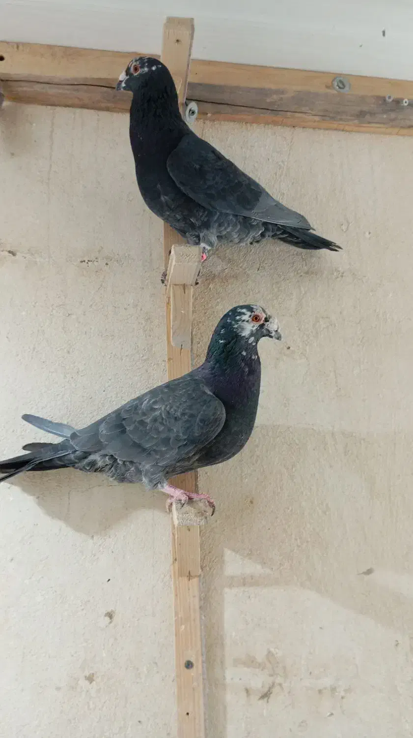 زاغ آلمانی قلدور نرپولکی نر جوجه پرشی ۳تاش ۱تومن|پرنده|مشهد, نیروی هوایی|دیوار