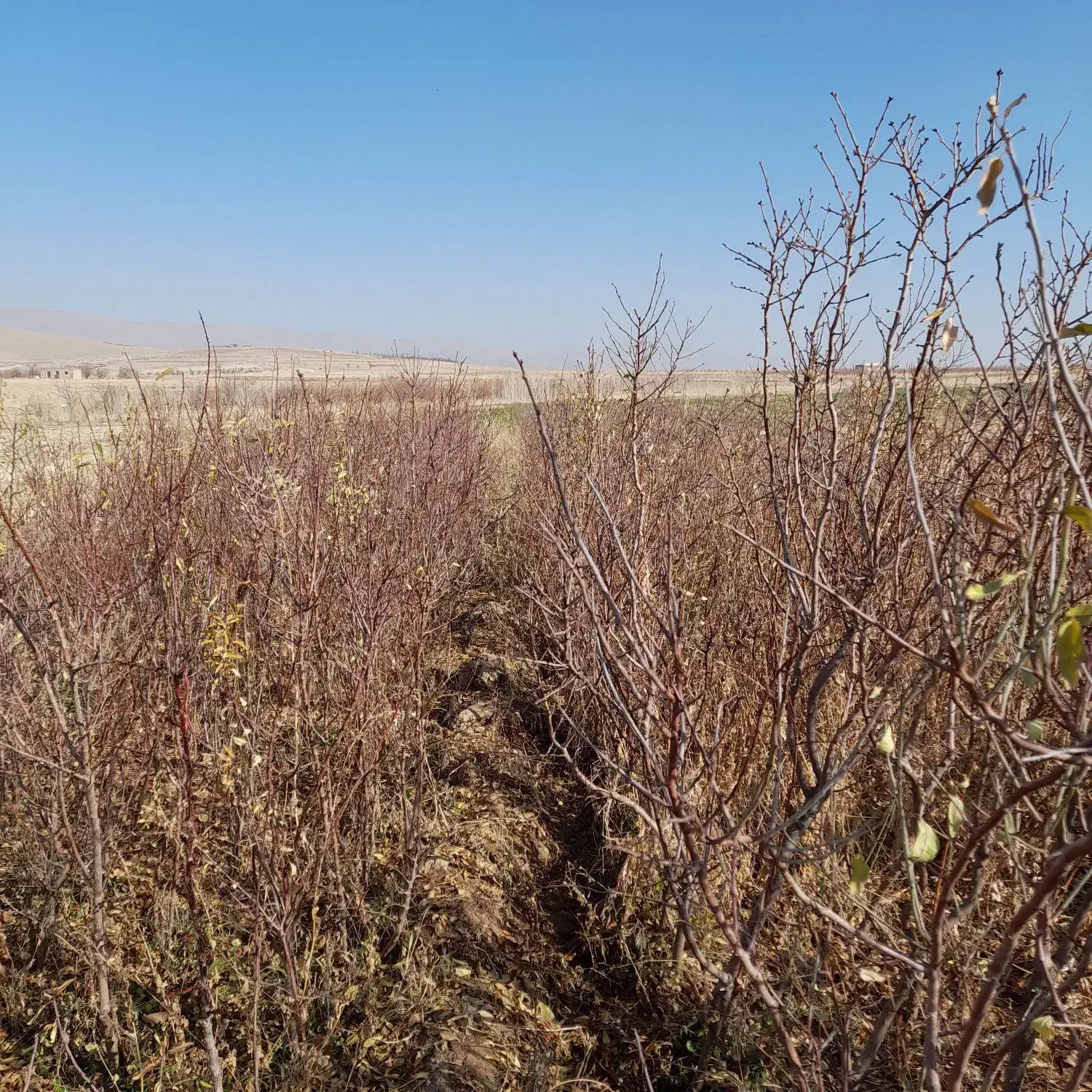 نهال دو ساله بادام|خدمات باغبانی و درختکاری|مرند, |دیوار