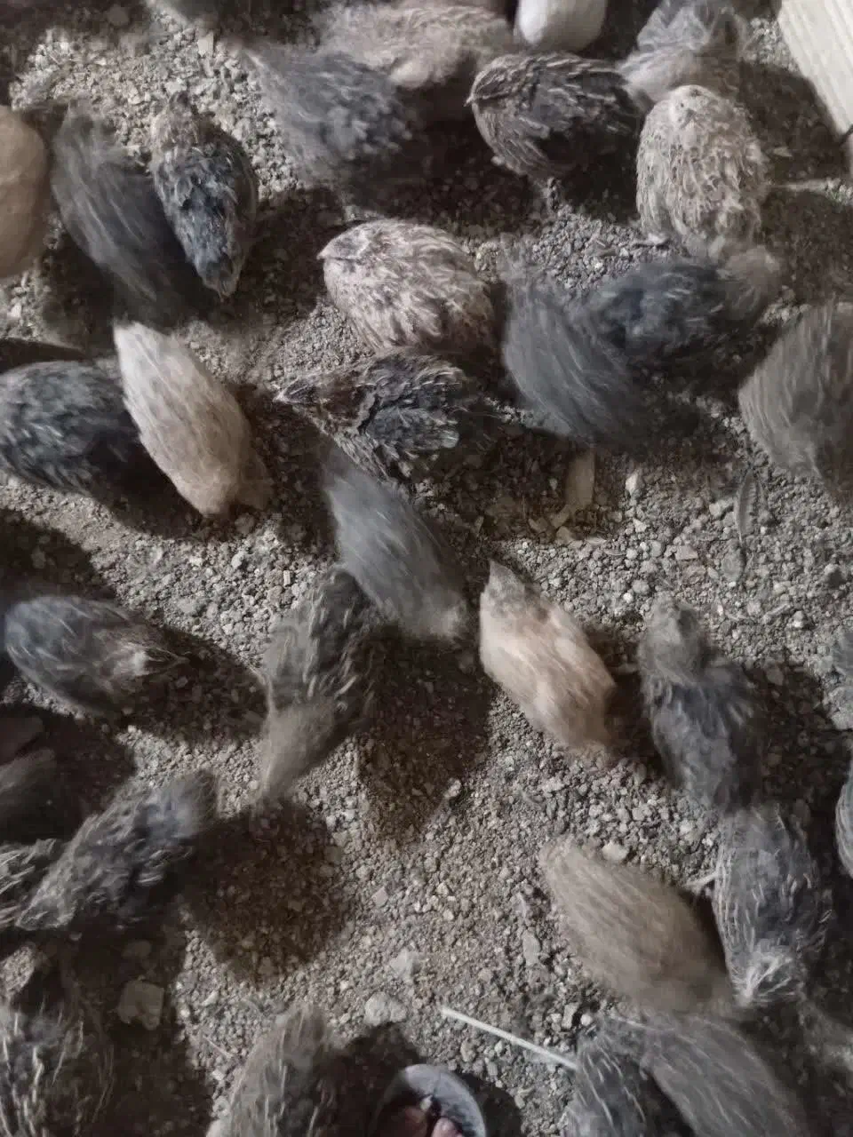 بلدرچین|حیوانات مزرعه|مشهد, کوشک مهدی|دیوار