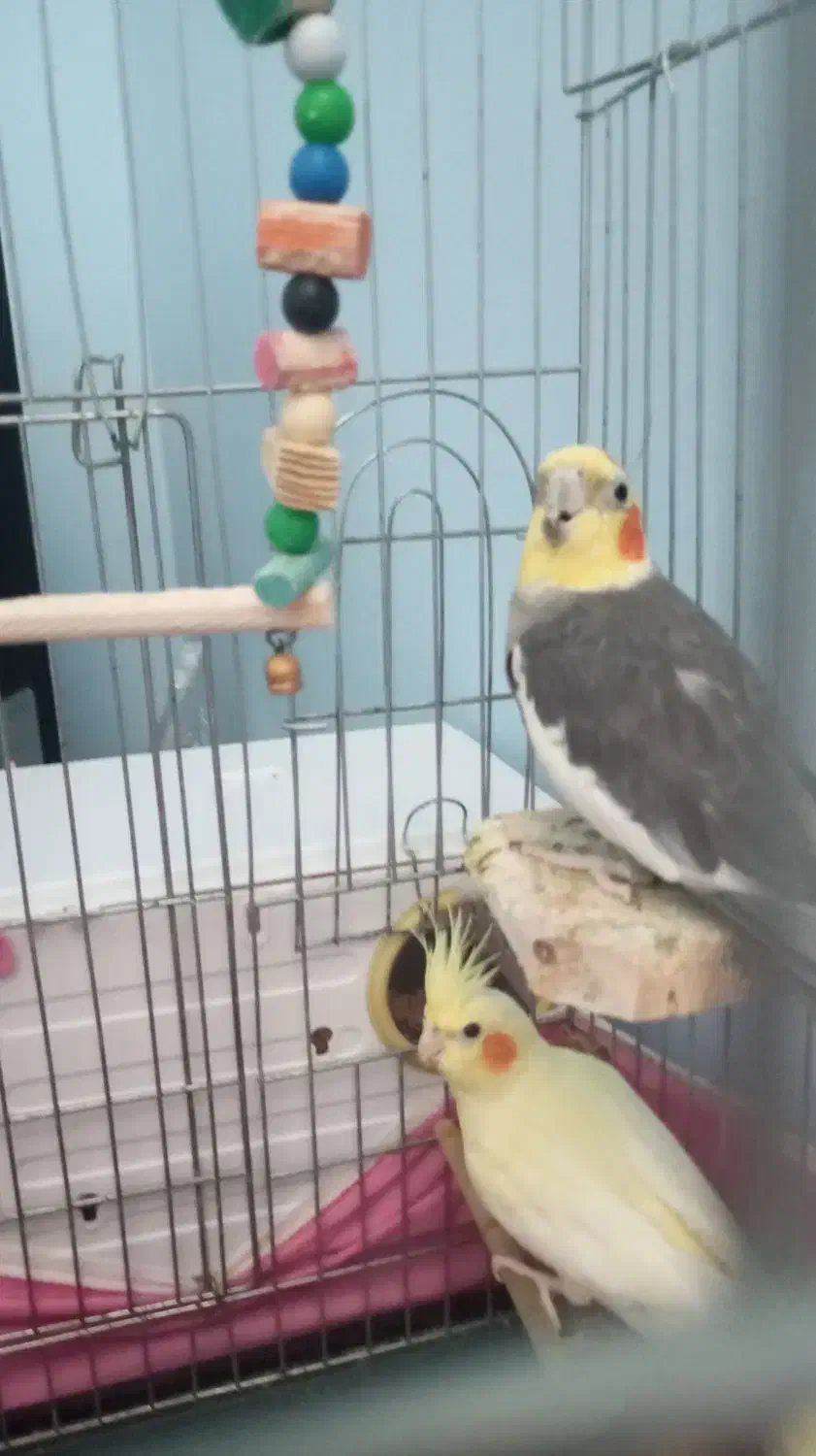 عروس هلندی جفتی و تکی|پرنده|لوندویل, |دیوار