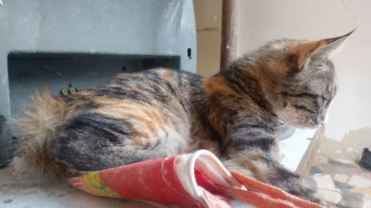 پیشی گربه|گربه|مشهد, نظام دوست|دیوار