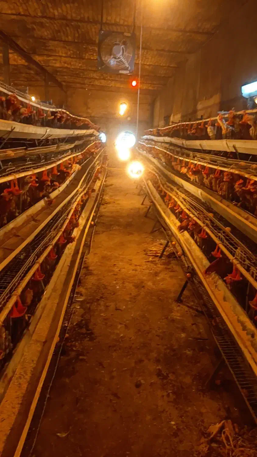 واگذاری مرغداری تخمگذار با تمام امکانات|اجارهٔ دفتر صنعتی، کشاورزی، تجاری|گناباد, |دیوار