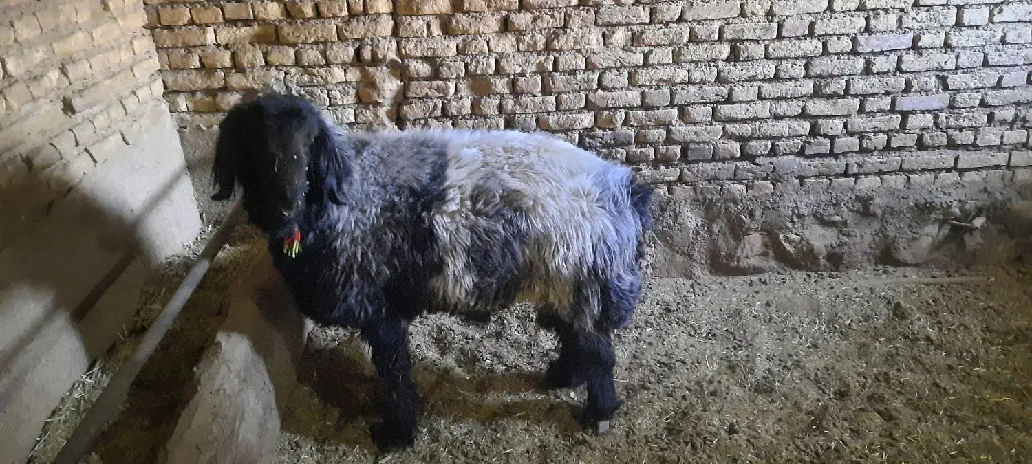 فروش قوچ|حیوانات مزرعه|جونقان, |دیوار