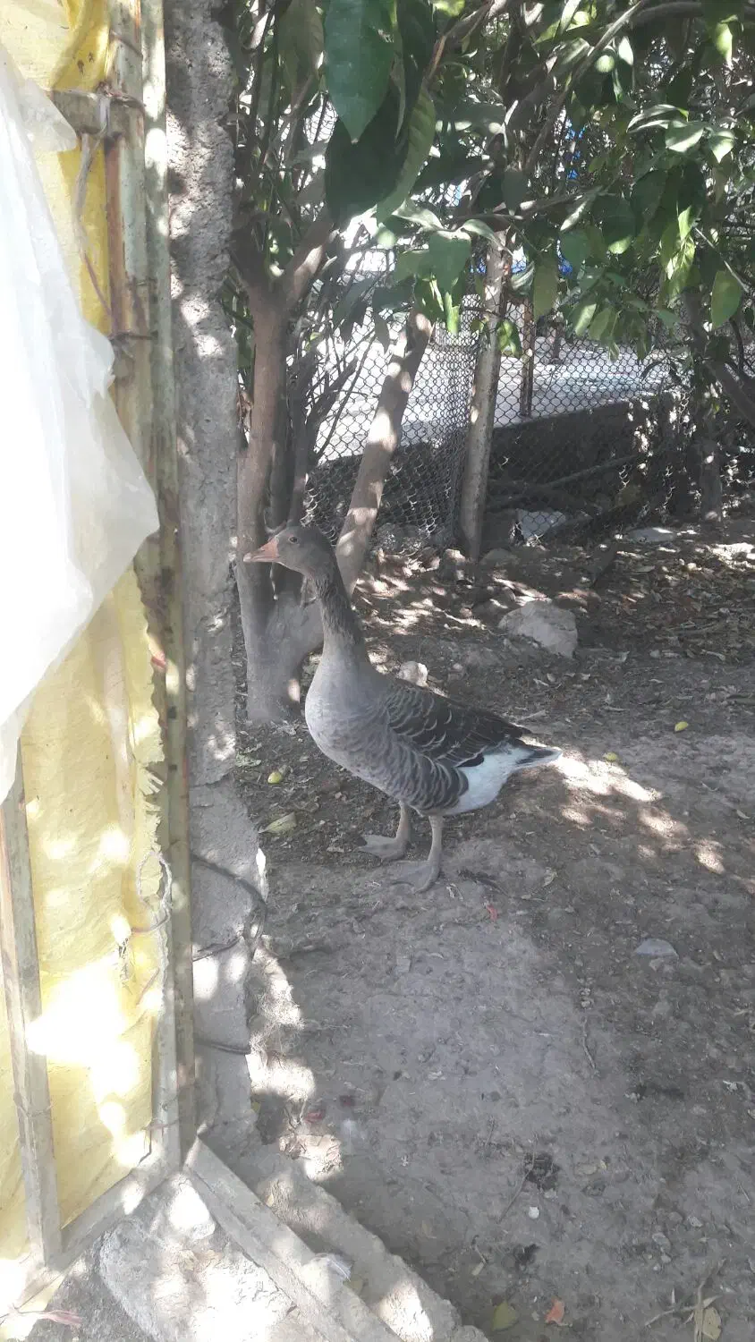 غاز محلی|حیوانات مزرعه|رستم, |دیوار