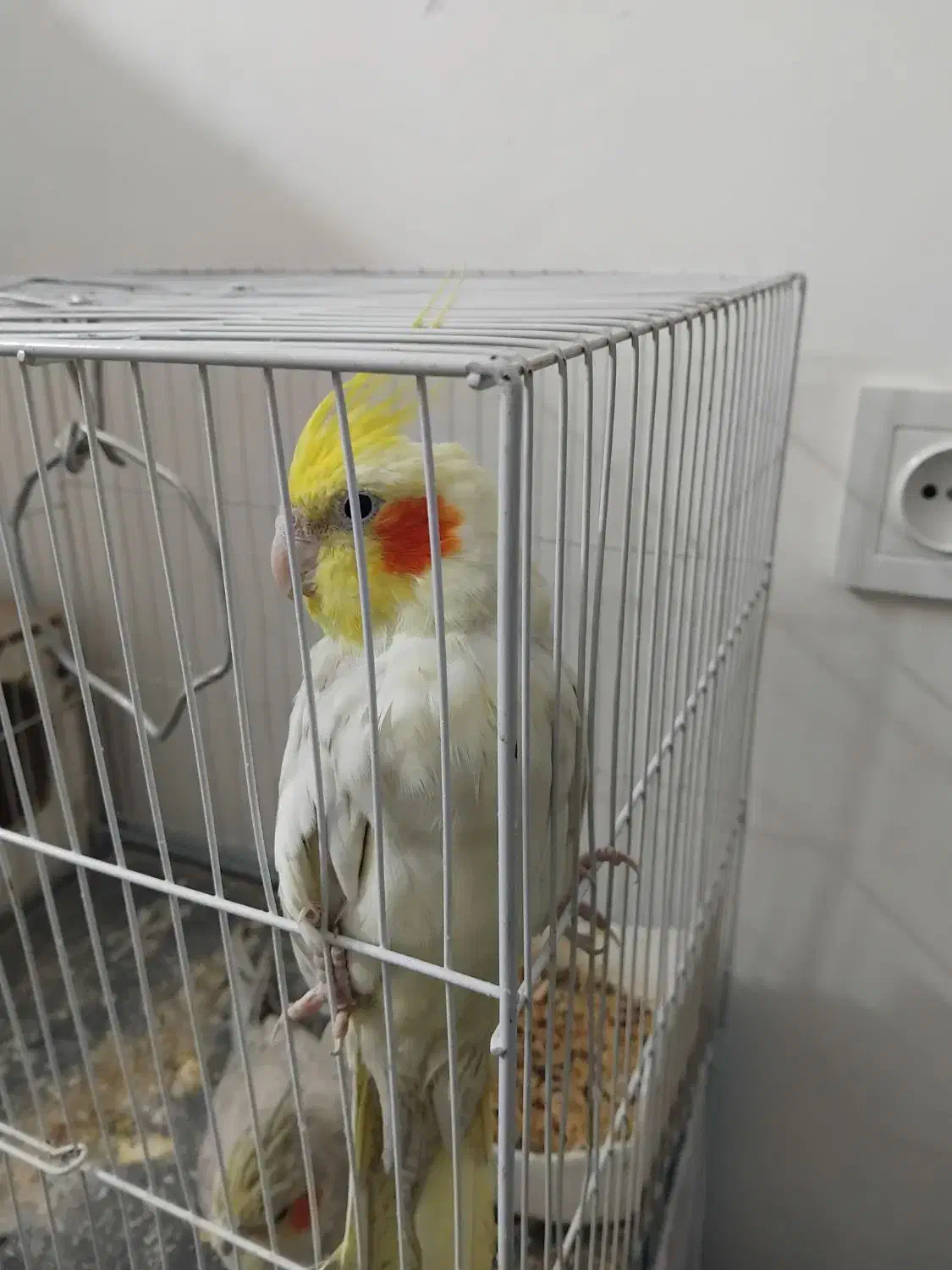 عروس هلندی|پرنده|شاندیز, |دیوار