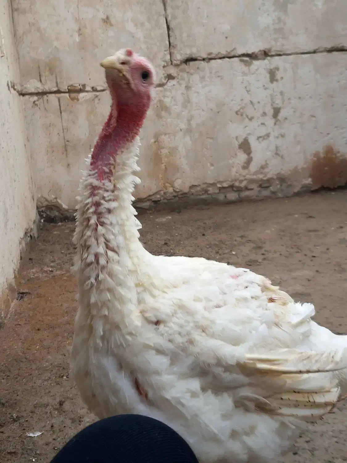 بوقلمون بیوتی|حیوانات مزرعه|رباط‌کریم, رباط‌کریم|دیوار