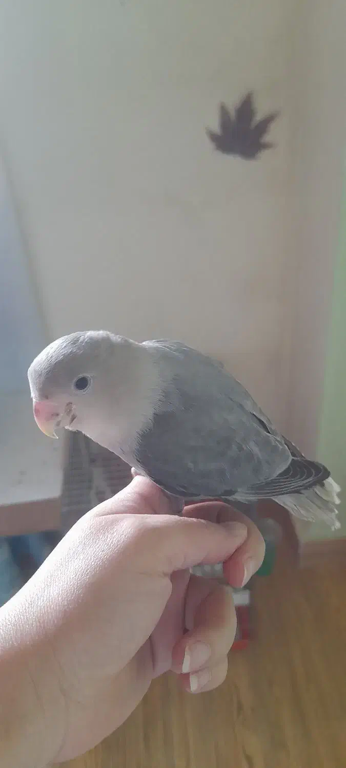 گمشد|حیوانات|فومن, |دیوار