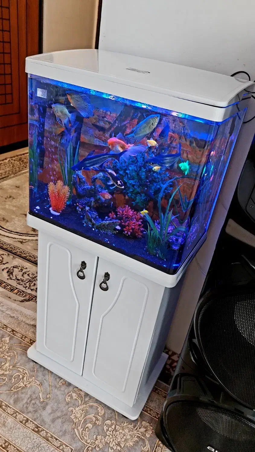 آکواریوم|ماهی|پاکدشت, پاکدشت (مامازند)|دیوار