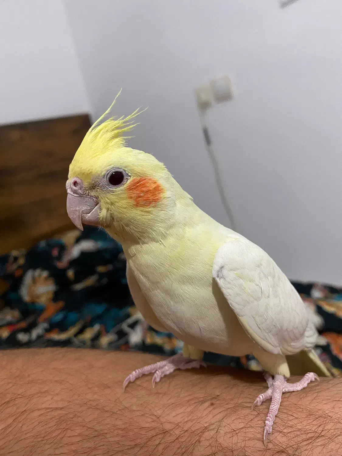 یه جفت عروس هلندی|پرنده|صحنه, |دیوار