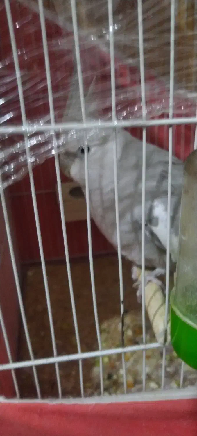 جفت عروس هلندی لوتینو و وایت|پرنده|تربت‌حیدریه, داروپخش|دیوار