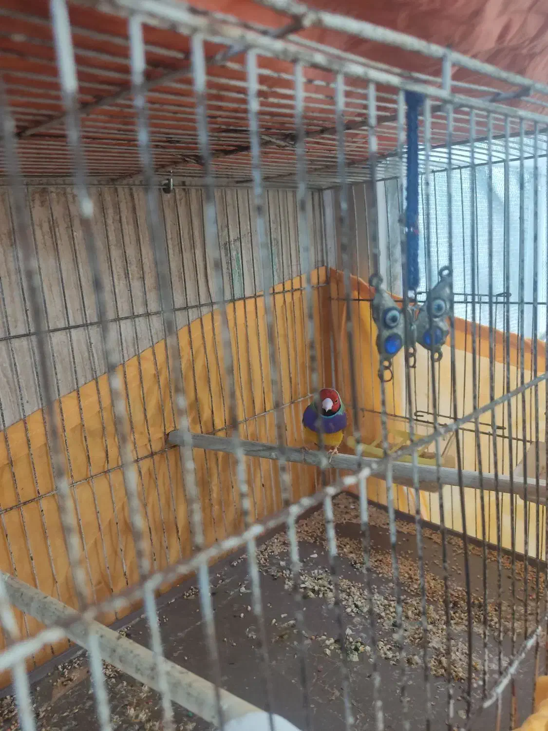 فنچ گلدین|پرنده|قرچک, شهرک مهستان|دیوار