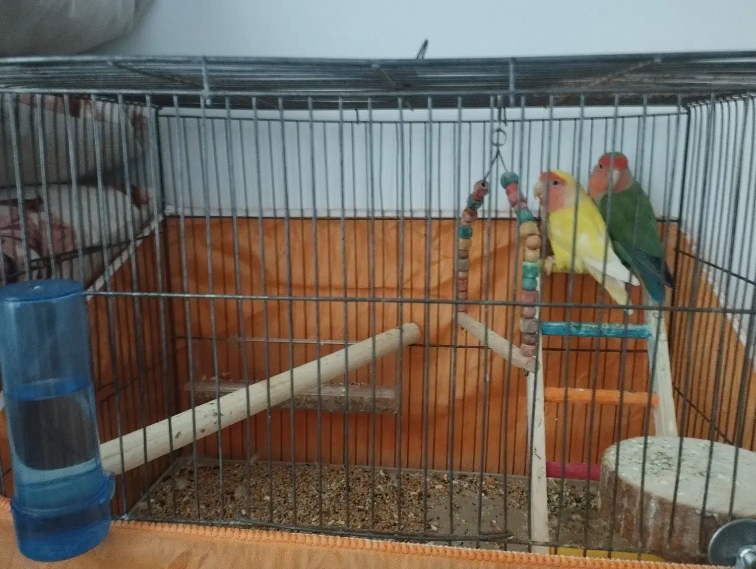 طوطی برزیلی|پرنده|الوند, |دیوار