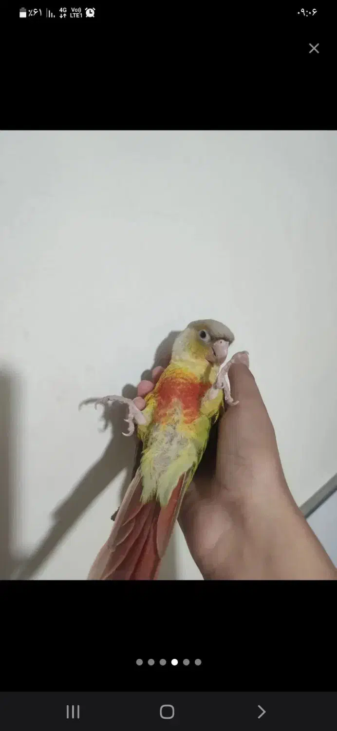 طوطی گیرینچیک دستی بانمک سخنگو|پرنده|تفت, |دیوار